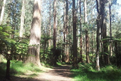 Discover Tour: Dandenong Ranges & William Ricketts Sanctuary - Accommodation QLD 5