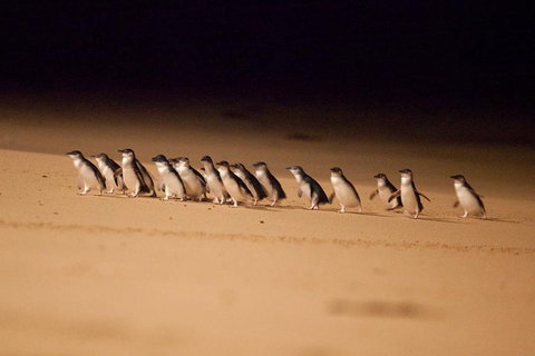 The Ultimate Melbourne Attractions Pass - Accommodation QLD 5