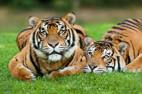 The Ultimate Gold Coast Attractions Pass - Accommodation QLD 2