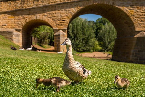 Richmond Historic Afternoon Tour From Hobart - Accommodation QLD 1