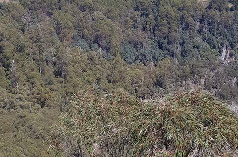 Leven Canyon Day Trip Including Wings Wildlife Park Or Gunns Plains Caves - Accommodation QLD 4