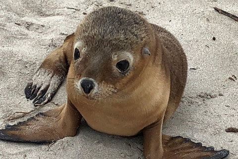 Kangaroo Island Scenic Trail Tour - Accommodation QLD 0