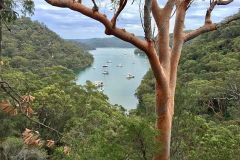 Shore Excursion: Sydney's Northern Beaches & Ku-ring-gai National Park Bus Tour - Accommodation QLD 1