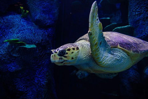 Sydney Attractions Pass: SEA LIFE Aquarium, Sydney Tower Eye, WILD LIFE Zoo And Madame Tussauds - Accommodation QLD 1