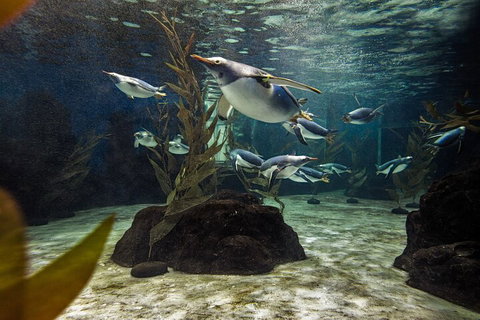 SEA LIFE Sydney Aquarium Entrance Ticket - Accommodation QLD 0