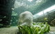 SEA LIFE Sydney Aquarium Entrance Ticket - thumb 2