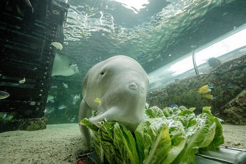 SEA LIFE Sydney Aquarium Entrance Ticket - Accommodation QLD 2