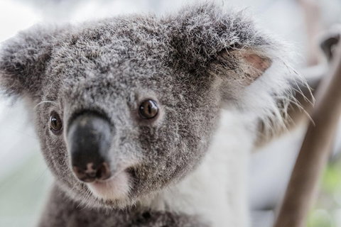 Ultimate Sydney Pass - Accommodation QLD 2