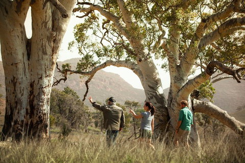Yura Udnyu - Our Culture, Your Culture (Aboriginal Cultural Walk) - Accommodation QLD 5
