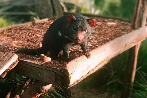 Bonorong Wildlife Park And Richmond Afternoon Tour From Hobart - Accommodation QLD 4