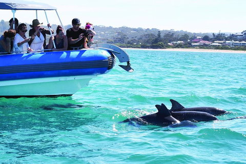 Southern Ocean Adventure From Victor Harbor - Accommodation QLD 2