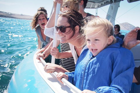 Southern Ocean Adventure From Victor Harbor - Accommodation QLD 4