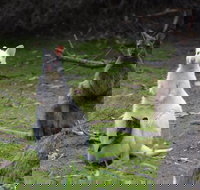 Full-Day Guided Bruny Island Tour from Hobart - Accommodation QLD