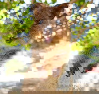 Discover Rottnest with Ferry  Bus Tour from Perth or Fremantle - Accommodation QLD