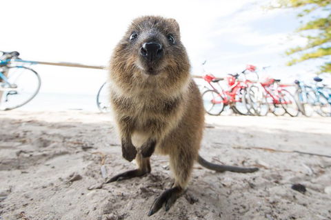 Rottnest Island Round-Trip Ferry From Perth Or Fremantle - Accommodation QLD 3