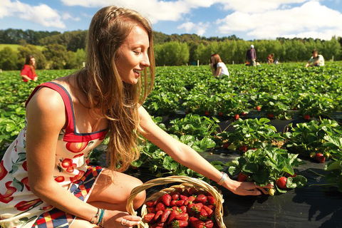 Mornington Peninsula Day Trip From Melbourne - Accommodation QLD 0