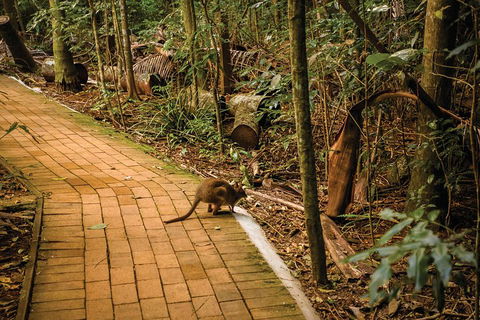 Full Day Sunshine Coast Hinterland Luxury Small Group Tour From Brisbane - Accommodation QLD 3