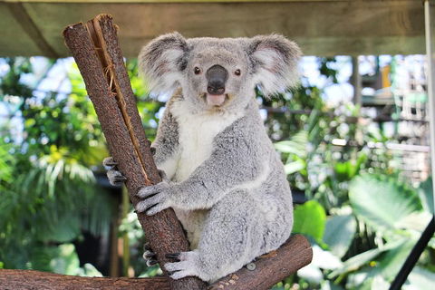Cairns ZOOM And Wildlife Dome - Accommodation QLD 0