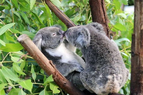 Classic Kuranda By Skyrail And Scenic Railway Including Rainforestation, Koala And Wildlife Park And Pamagirri Aboriginal Experi - Accommodation QLD 3