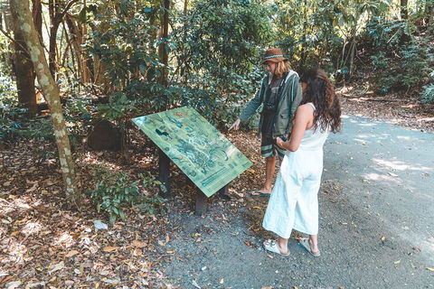 Springbrook AndTamborine Rainforest Tour Incl Natural Bridge And Glow Worm Cave - Accommodation QLD 5