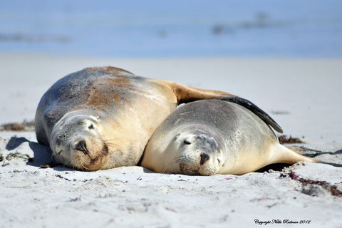 NEW TOUR - Kangaroo Island Road To Recovery Tour (1 Day/1 Night) - Accommodation QLD 1