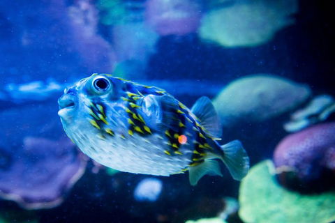 Dive With Sharks At AQWA - Accommodation QLD 4