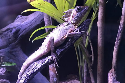 Cairns Aquarium Admission Ticket - Accommodation QLD 0