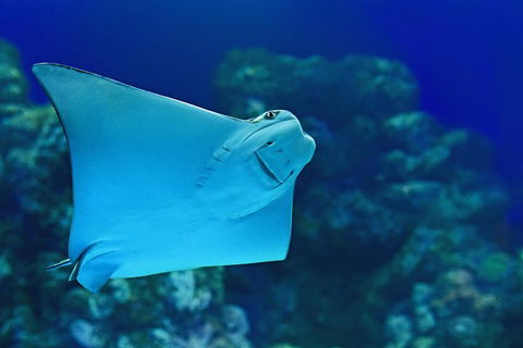 Cairns Aquarium Admission Ticket - Accommodation QLD 2