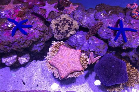 Cairns Aquarium Admission Ticket - Accommodation QLD 5