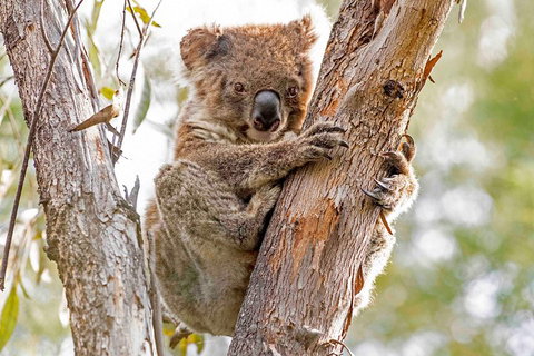 Wild Australian Wildlife 4WD Tour From Sydney - Accommodation QLD 1