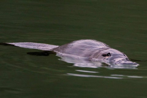 Wild Australian Wildlife 4WD Tour From Sydney - Accommodation QLD 2