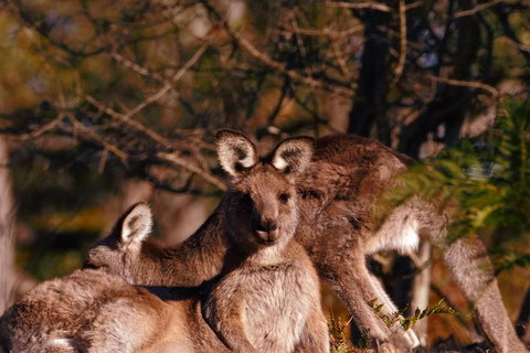 Wild Australian Wildlife 4WD Tour From Sydney - Accommodation QLD 3