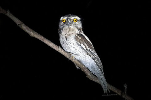 Wild Australian Wildlife 4WD Tour From Sydney - Accommodation QLD 4