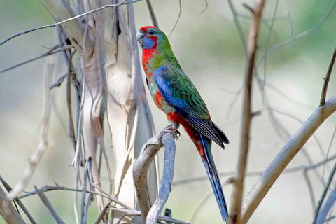 Wild Australian Wildlife 4WD Tour From Sydney - Accommodation QLD 5