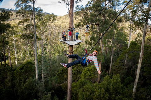 Hollybank Wilderness Adventure - Zipline Tours - Accommodation QLD 0