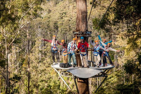 Hollybank Wilderness Adventure - Zipline Tours - Accommodation QLD 1