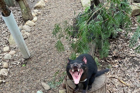 Featherdale Wildlife Park General Admission - Accommodation QLD 1