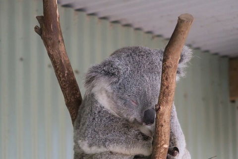 Featherdale Wildlife Park General Admission - Accommodation QLD 3