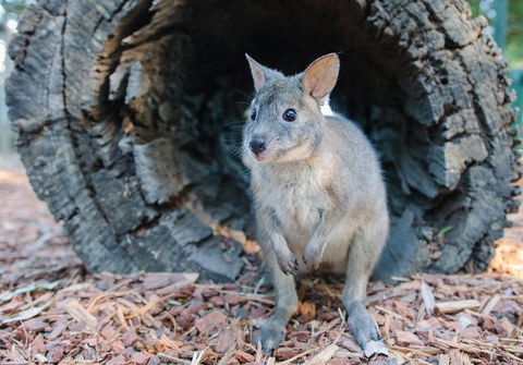 Featherdale Wildlife Park General Admission - Accommodation QLD 5