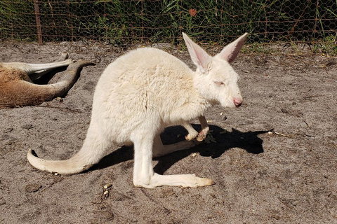 Very Best Of Perth Tour - Wildlife Park & City Highlights Tour - Accommodation QLD 3
