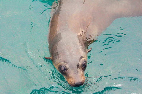 Wilsons Promontory Full Day Cruise - Accommodation QLD 0