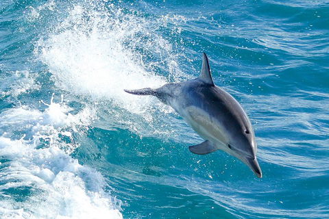 Wilsons Promontory Full Day Cruise - Accommodation QLD 1