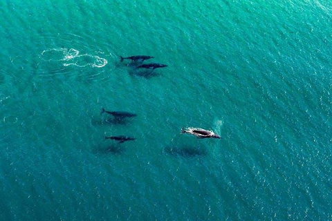 25-30 Minute Newcastle & Macquarie Helicopter Shared Flight - Accommodation QLD 4