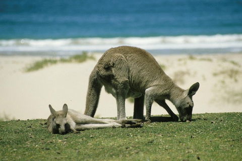 Great Ocean Road Highlights Tour - 2 Days, 1 Night - Accommodation QLD 2