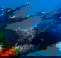 Scuba Dive the S.S. Yongala Wreck on the Great Barrier Reef. - Accommodation QLD