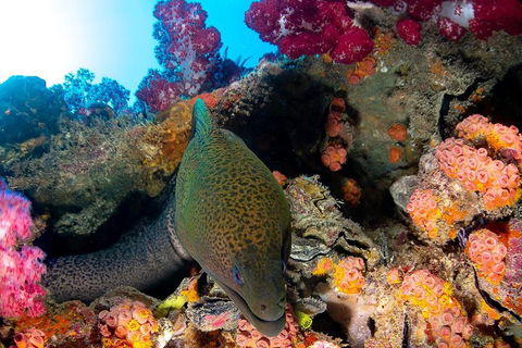 Scuba Dive The S.S. Yongala Wreck On The Great Barrier Reef. - Accommodation QLD 1