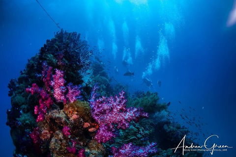 Scuba Dive The S.S. Yongala Wreck On The Great Barrier Reef. - Accommodation QLD 2