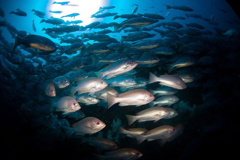 Scuba Dive The S.S. Yongala Wreck On The Great Barrier Reef. - Accommodation QLD 4
