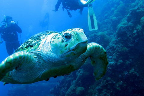 Scuba Dive The S.S. Yongala Wreck On The Great Barrier Reef. - Accommodation QLD 5