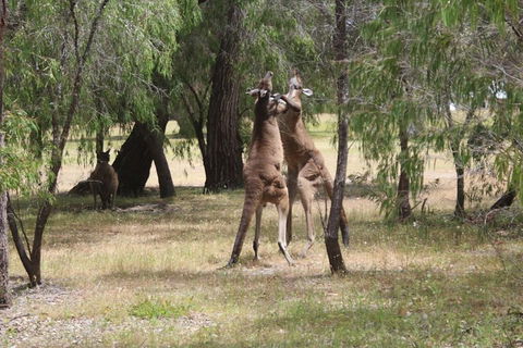 Margaret River Coastal And Wildlife Eco Trip From Busselton Or Dunsborough - Accommodation QLD 1